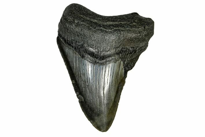Serrated, Fossil Megalodon Tooth - South Carolina #169206